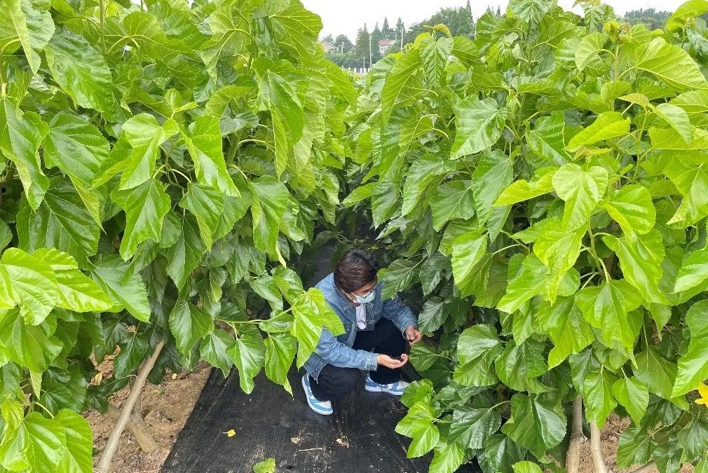 1653358307540558.jpg 1653358307540558.jpg