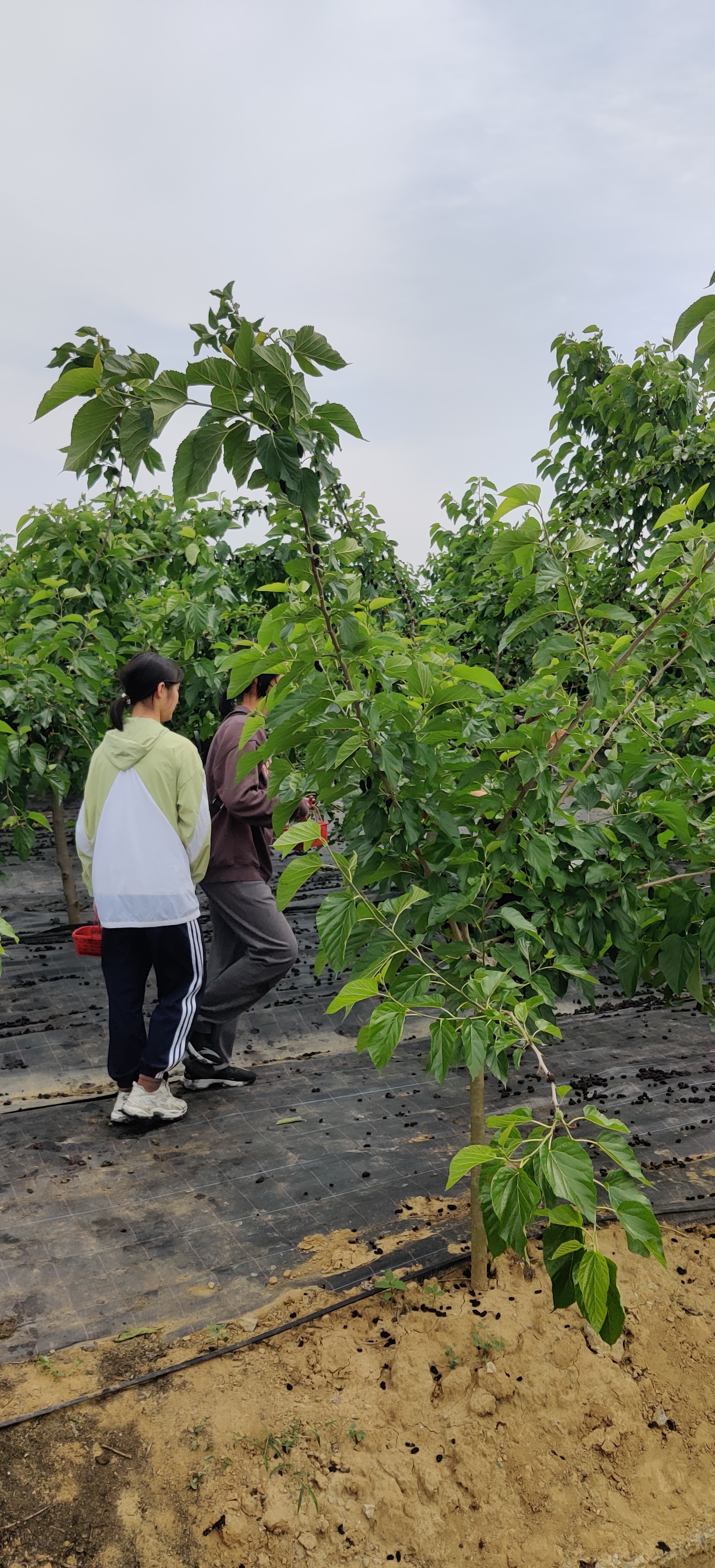 1684730567884135.jpg QQ图片20230522123304.jpg