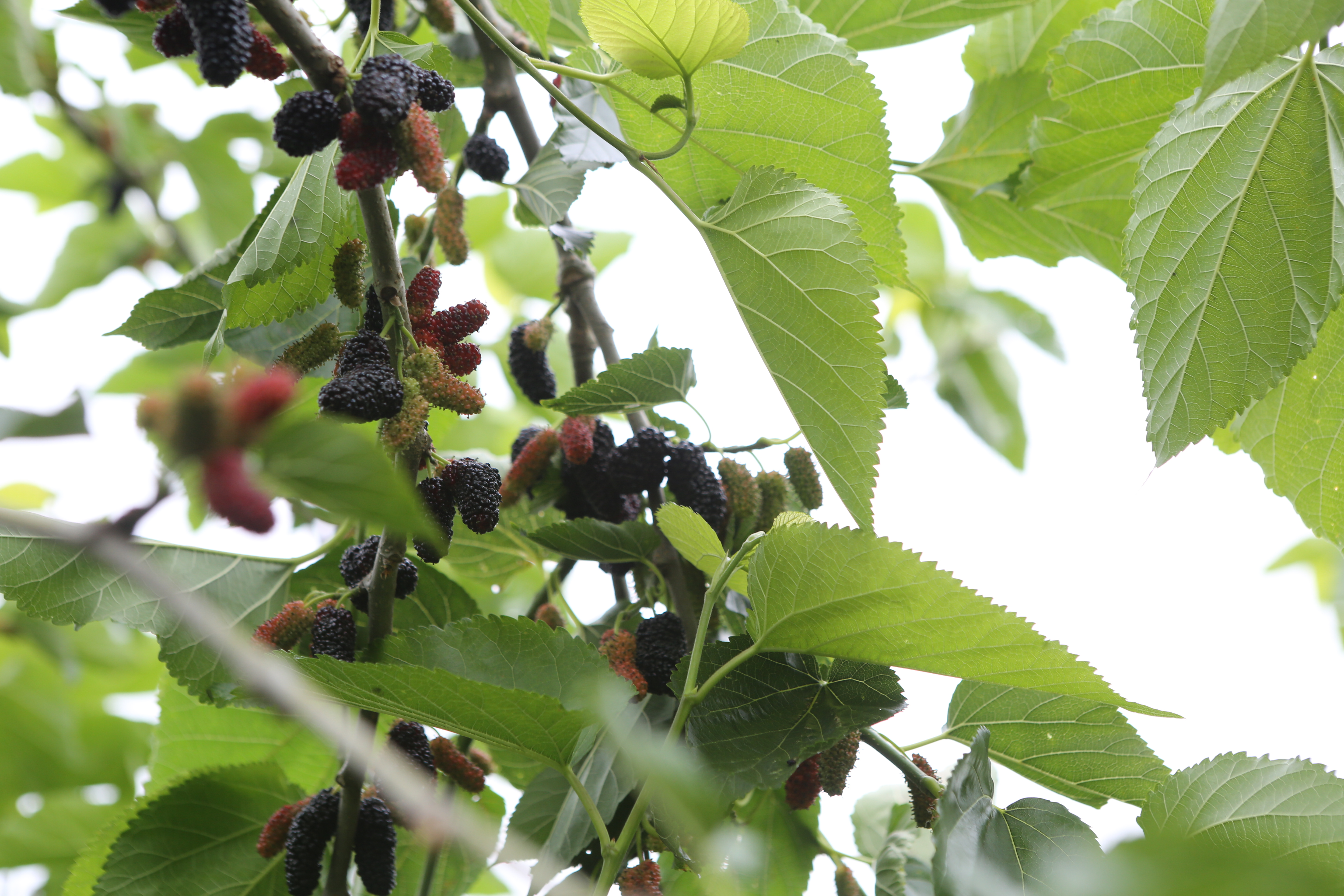 1652455019667061.jpg mmexport1652443358759.jpg