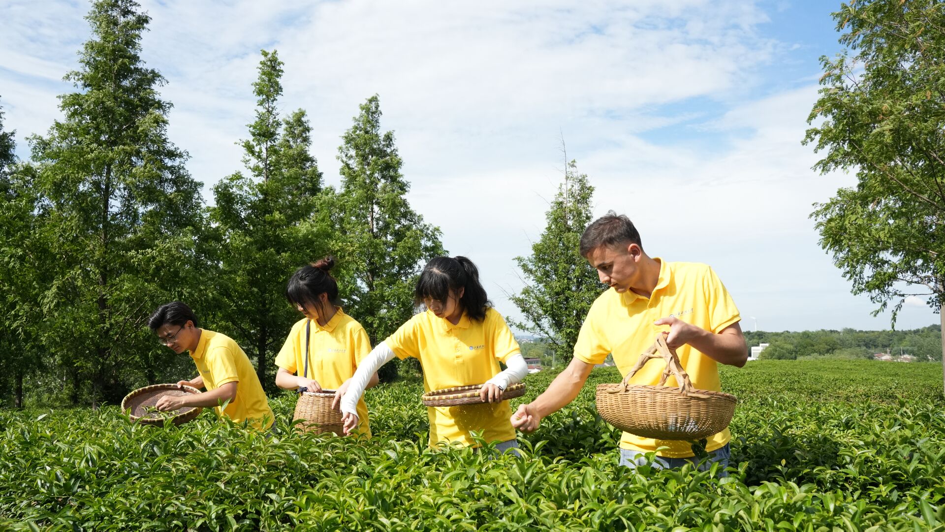 采茶5.jpg